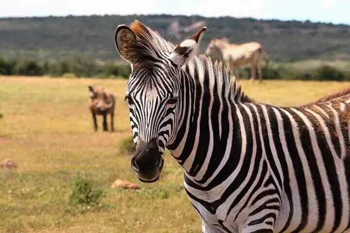 Burchell's zebra